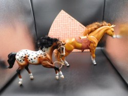 2 horses appaloosa a